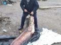 Более двух метров, 65 кило: на Ривненщине поймали гигантского сома