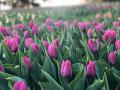 В Киеве выставка тюльпанов на Певческом поле "перейдет" в онлайн