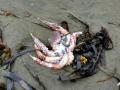 На Камчатке - экологическая катастрофа, погибли сотни морских существ