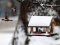 Морозный вторник: стало известно, какой будет погода в Украине 9 марта