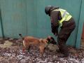 Служебный пес спас Нацгвардейцев и работников СБУ, обнаружив «растяжку» оккупантов