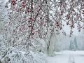 В Україні з наступного тижня — похолодання до 15° морозу