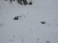 Стирчать лише голови пінгвінів: біля «Вернадського» випала рекордна кількість снігу