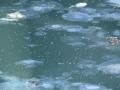 Мармуровому морю загрожує засилля медуз