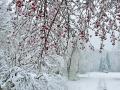 Синоптики назвали головну погодну особливість майбутньої зими