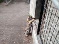 В Одесском зоопарке родился тигренок