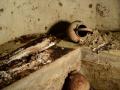 З серпом над шиєю: у Польщі знайшли могилу жінки-вампіра
