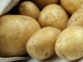 Украинцам прочат дефицит картошки: нужно ли запасать овощ на зиму