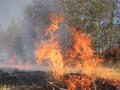 На Херсонщине горит 20 га леса