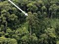 Ученые нашли самое высокое в мире тропическое дерево