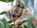 Коалы в Австралии - под угрозой исчезновения