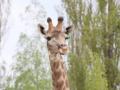 В Крыму родился первый украинский жираф