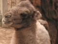 У харківському зоопарку несподівано народила верблюдиця
