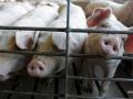 Украина сократила экспорт свинины в 3,4 раза