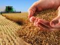 Украина уменьшила экспорт зерна, рынки нервничают 