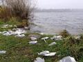 В Тернополе массово гибнут серебристые чайки