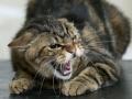 В Кропивницком из-за бешеного кота в зоне риска оказался целый микрорайон