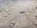 В аннексированном Крыму массово гибнут утки