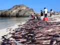 Тысячи моллюсков выбросились на популярный у туристов пляж