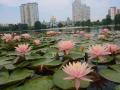 У Києві на озері розквітнув сад різнокольорових німфей