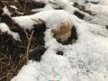 На Прикарпатье даже под снегом находят грибы