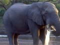 В киевский зоопарк привезли слона из России