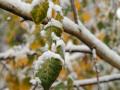 Мокрий сніг та до +14°: яким буде початок тижня в Україні