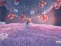 Как атакует коронавирус: ученые создали анимацию