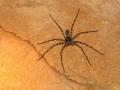 Самый большой паук живет в Австралии