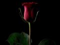 Цифровой снимок розы продали за $1 миллион в криптовалюте