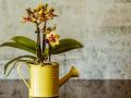П'ять помилок у догляді за орхідеєю, які можуть призвести до загибелі квітки