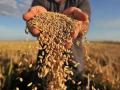 В этом году в Украине ожидают рекордный урожай зерновых
