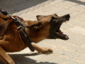 Нападение собак: эксперты рассказали, как добиться компенсации