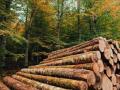 УЕБ: триває позитивна динаміка виконання договорів купівлі-продажу деревини
