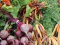 В Україні дешевшають морква та буряк нового врожаю: які ціни