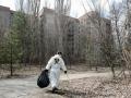 В Чернобыле провели масштабную уборку мусора