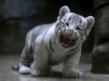 Зоопарк в Мариуполе пополнился парой белых тигрят
