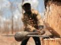 Черные лесорубы уничтожили полсотни вековых дубов в Черкасской области