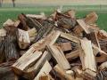 Москаль предлагает запретить продажу дров за границу
