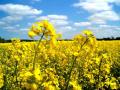 В Украине ожидается рекордный урожай рапса