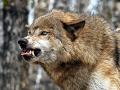 В Винницкой области стая волков-мутантов держит в страхе целый район