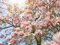 Справжня весна з дощами: яка погода чекає на українців у Поливальний понеділок