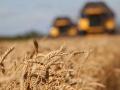 Урожай зерна на 7 миллионов тонн меньше, но дефицита хлеба не будет. Почему?