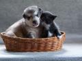 В Британии запретят продажу щенков и котят моложе 6 месяцев в зоомагазинах