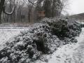 Парк во Львове лишился 12-метрового кипариса