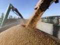 Урожай зерновых в Украине ожидается выше прогноза