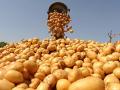 В этом году в Украине дефицита картофеля не будет - эксперты