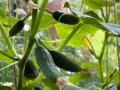 Зимние огурцы: фермер рассказал, как вырастить овощи на подоконнике