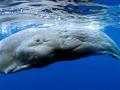 Ученые считают, что наконец-то могут разговаривать с китами 
