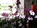 Киевлянка собрала коллекцию орхидей со всего мира на одном балконе